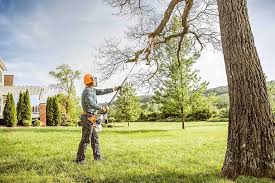 Best Tree Trimming and Pruning  in Monroe, GA