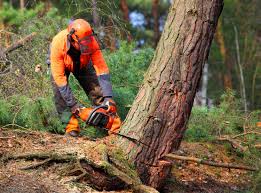 Best Tree Preservation Services  in Monroe, GA