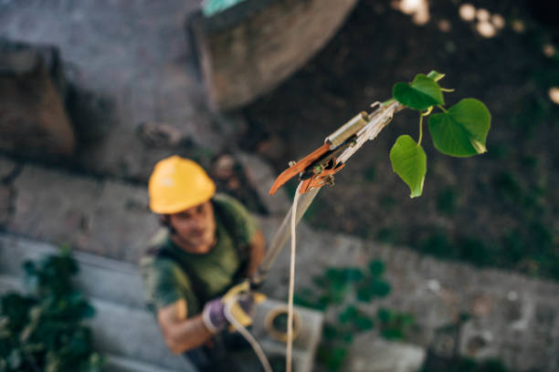 Best Emergency Tree Removal  in Monroe, GA