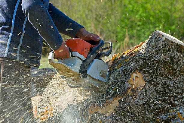 Best Tree Maintenance Programs  in Monroe, GA